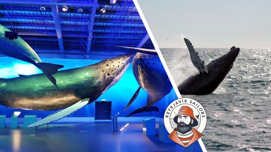 Reykjavik: Whale Watching Excursion & Whale Exhibition - What you might see off Reykjavik