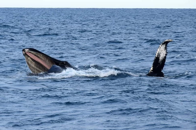 Reykjavik: Whale Watching Express - Key points at a glance