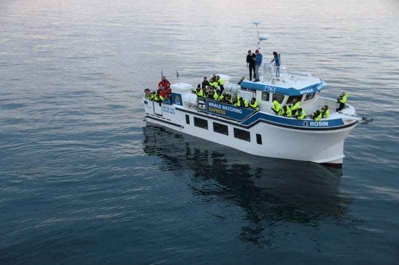 Reykjavik: Whale Watching Express - Why the express boat matters in Reykjavik