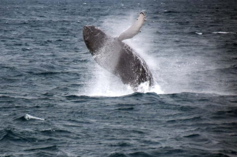 Reykjavik: Whale Watching Express - Reaching the whale watching grounds in 20 to 30 minutes