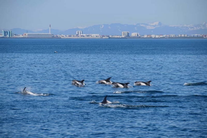 Reykjavik: Whale Watching Express - What you might see from the viewing decks