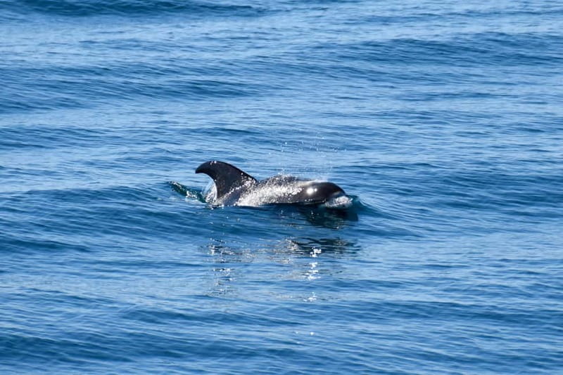 Reykjavik: Whale Watching Express - The cold, the motion, and the practical comfort