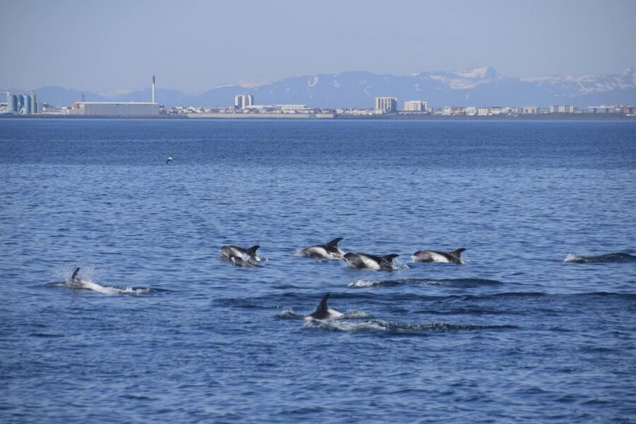 Reykjavik: Whale Watching Express - Is $106 a fair price?