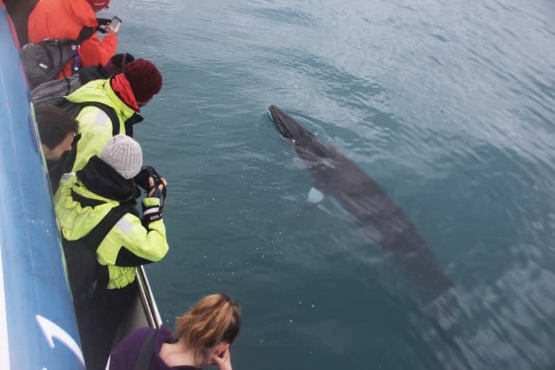 Reykjavik: Whale Watching Express - Who should choose this boat?