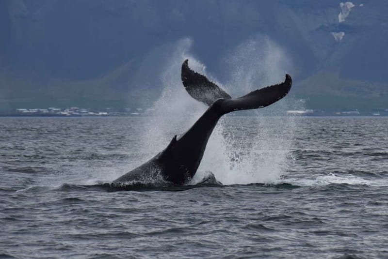 Reykjavik: Whale Watching Express - Leaving Old Harbor and getting ready at sea