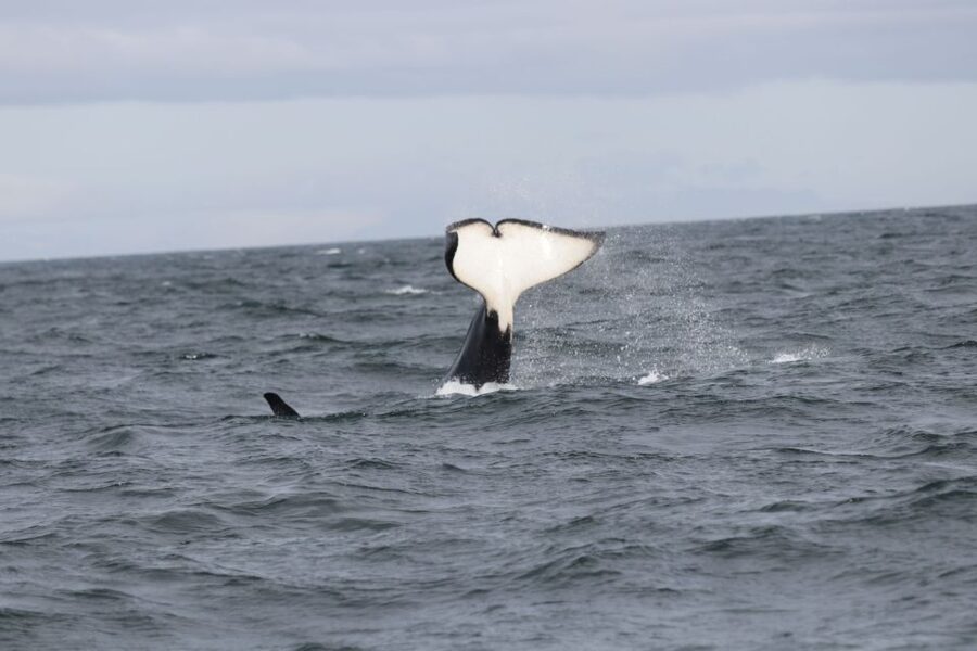Reykjavik: Whale Watching in Faxaflói Bay & Live Lava Show - Why this unusual Reykjavik pairing works