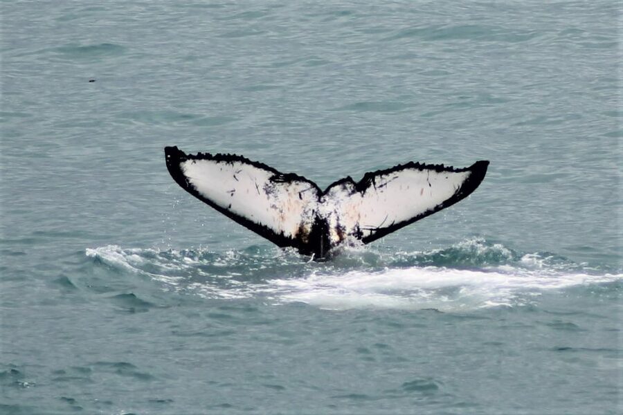 Reykjavik: Whale Watching in Faxaflói Bay & Live Lava Show - The one-hour break between the two activities