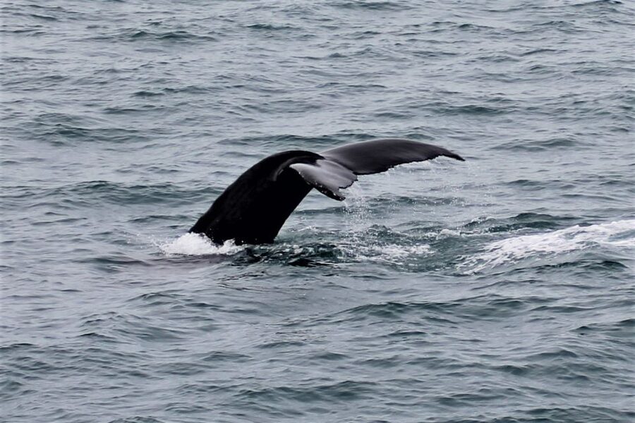 Reykjavik: Whale Watching in Faxaflói Bay & Live Lava Show - What makes the lava show worth adding