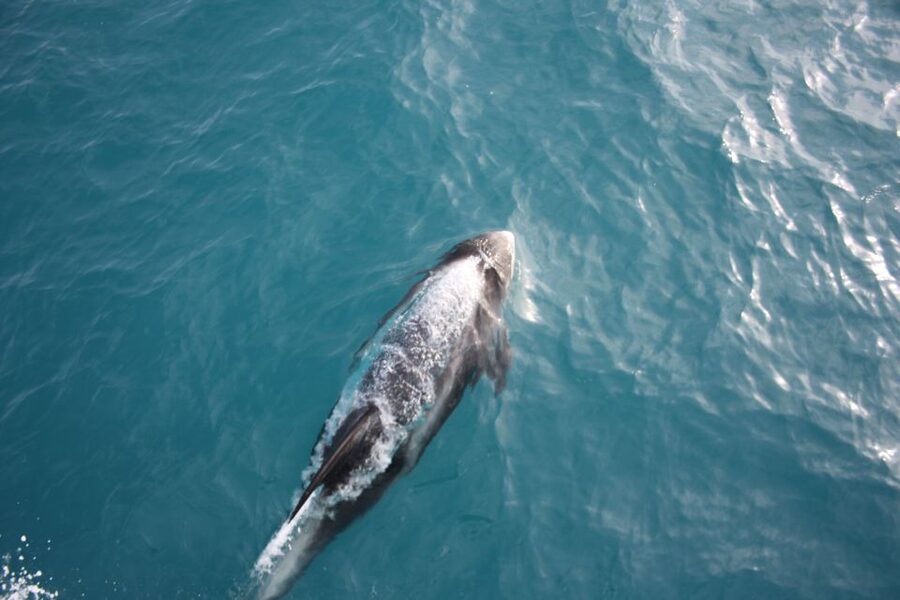 Reykjavik: Whale Watching in Faxaflói Bay & Live Lava Show - What the boat provides during three hours at sea