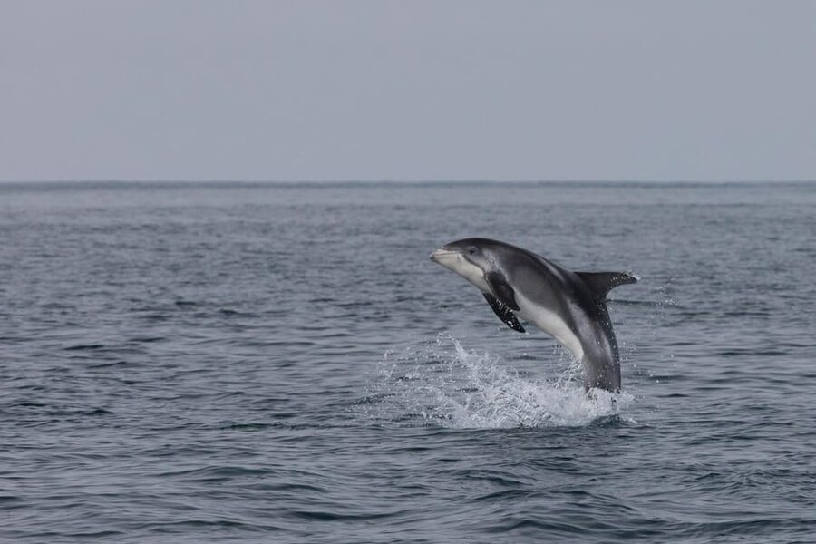 Reykjavik: Whale Watching & Lava Show - Fire first, then water in Faxaflói Bay