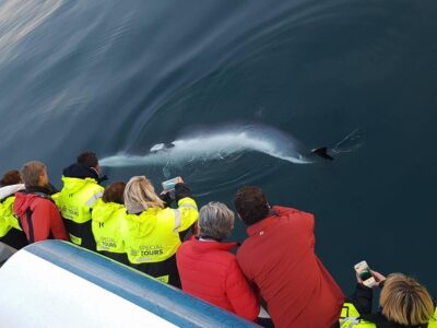Reykjavik: Whale Watching & Lava Show