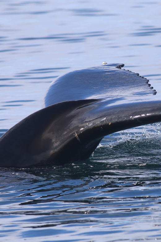 Reykjavik: Whale Watching Morning Expedition - Key points to know before you book
