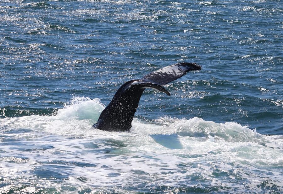 Reykjavik: Whale Watching Morning Expedition - Booking flexibility and access