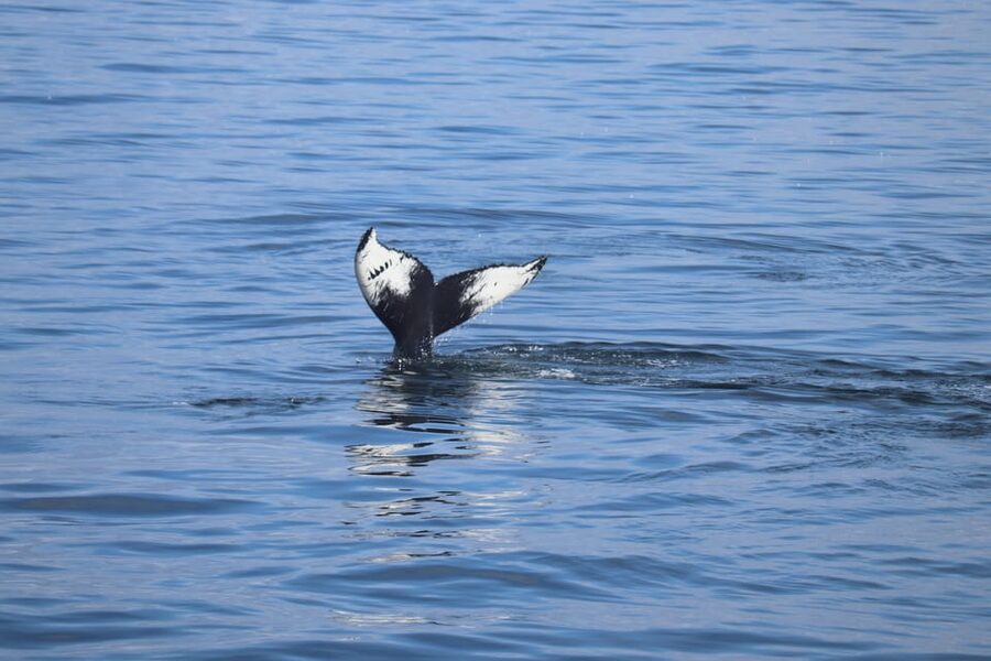 Reykjavik: Whale Watching Morning Expedition - Why a Reykjavik morning cruise works well