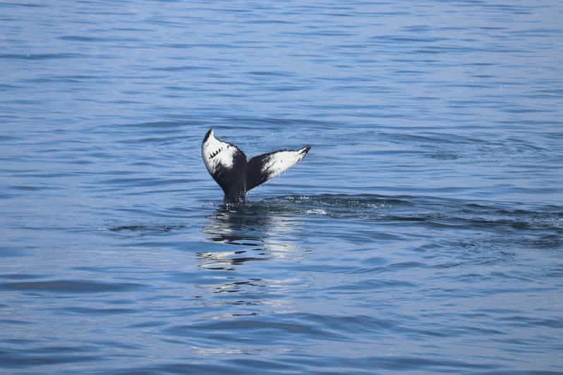 Reykjavik: Whale Watching Morning Expedition - Two and a half hours on Faxaflói Bay