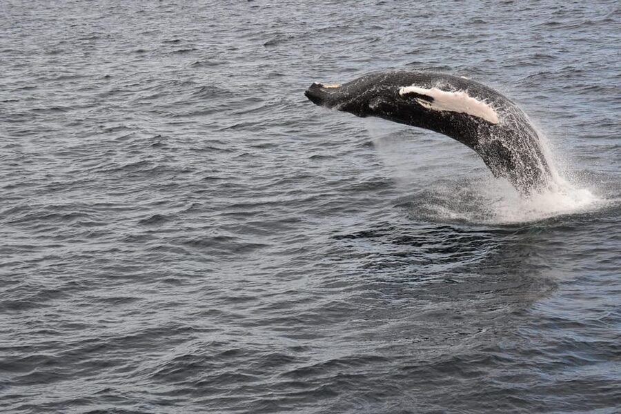 Reykjavik: Whale Watching Morning Expedition - What the wildlife possibilities really mean