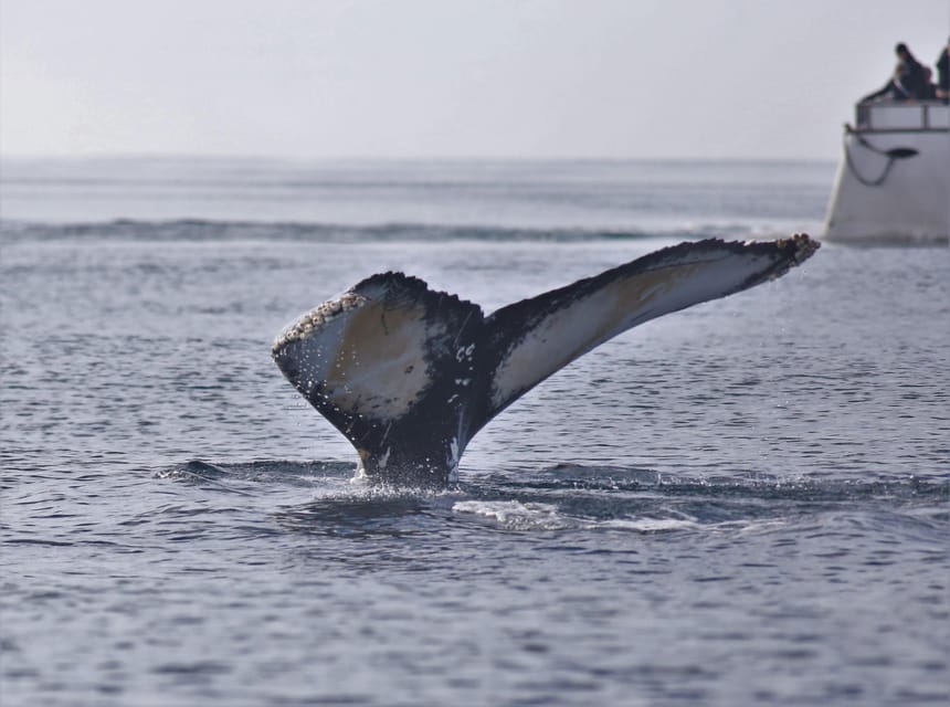 Reykjavik: Whale Watching Morning Expedition - Warm overalls and the indoor cabin