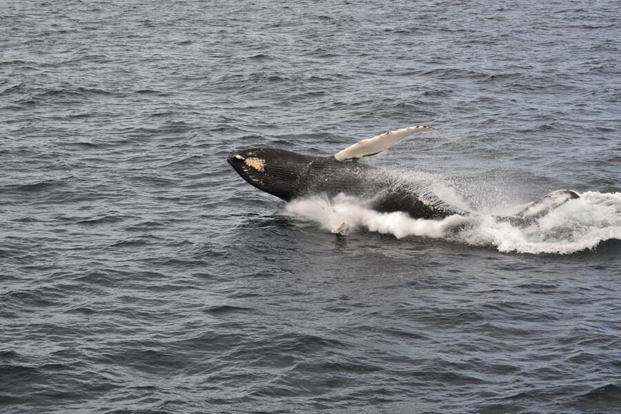 Reykjavik: Whale Watching Morning Expedition - The $103 price and what you receive