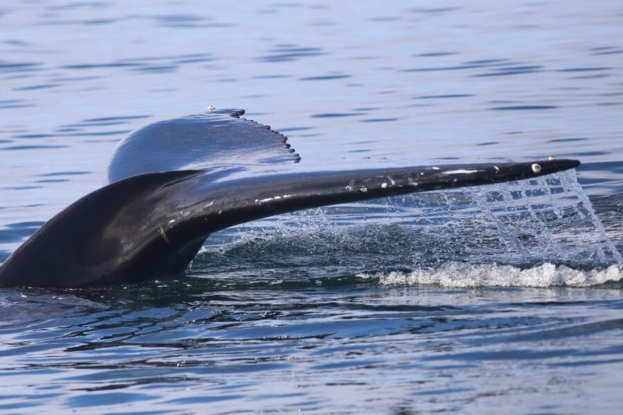 Reykjavik: Whale Watching Morning Expedition - A simple plan for the morning