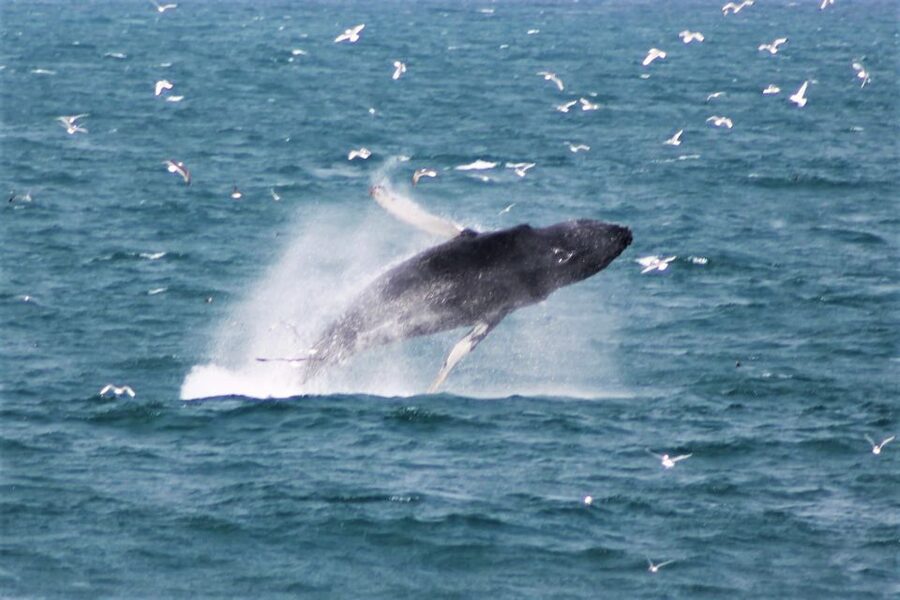 Reykjavik: Whale Watching & Northern Lights Combo Cruise - FAQ