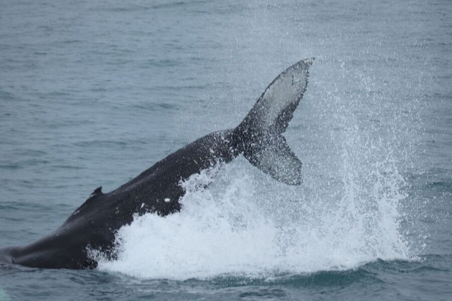 Reykjavik: Whale Watching & Northern Lights Combo Cruise - What whale watching is really like