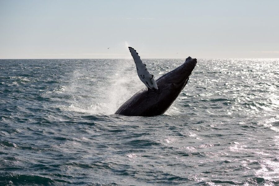 Reykjavik: Whale Watching & Northern Lights Combo Cruise - Comfort, access, and practical preparation