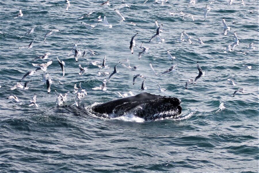 Reykjavik: Whale Watching & Northern Lights Combo Cruise - Who should book this combo cruise?