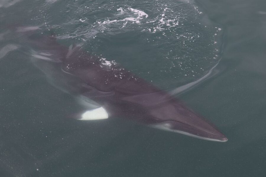 Reykjavik: Whale Watching Tour by RIB Boat - Key points to know before you book