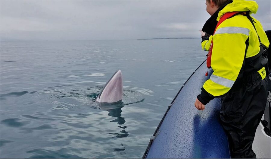 Reykjavik: Whale Watching Tour by RIB Boat - Should you book it?