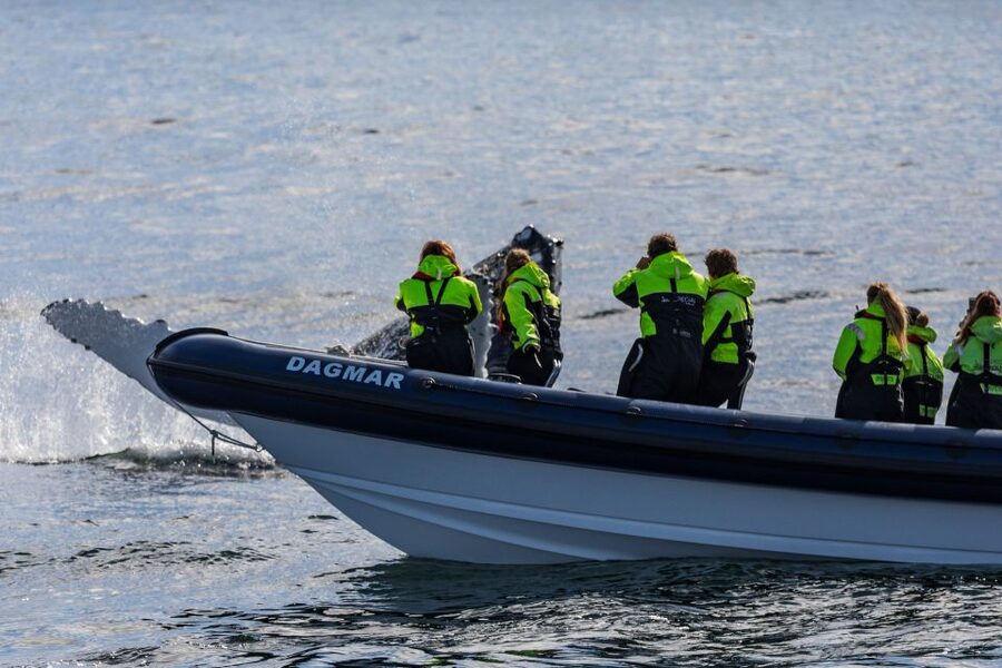 Reykjavik: Whale Watching Tour by RIB Boat - Setting out from Reykjavik harbor