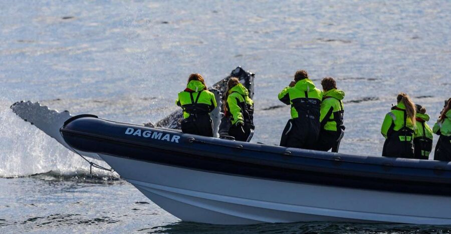 Reykjavik: Whale Watching Tour by RIB Boat - Searching the whale feeding grounds