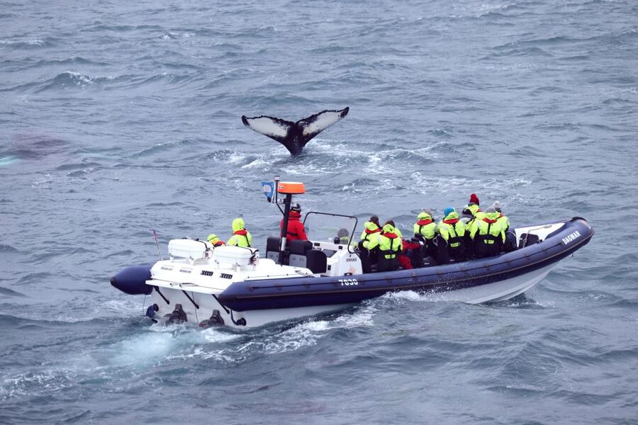 Reykjavik: Whale Watching Tour by RIB Boat - What the gear and seats mean in practice