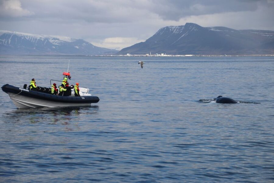 Reykjavik: Whale Watching Tour by RIB Boat - Who should book this RIB tour?