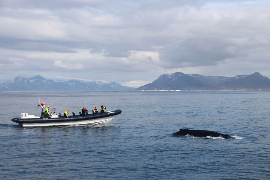 Reykjavik: Whale Watching Tour by RIB Boat - The RIB ride to Faxaflói Bay