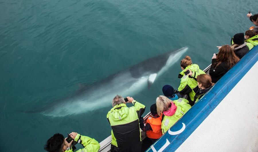 Reykjavik: Whale Watching Tour, Whales of Iceland Exhibition - Price, timing, and what you receive