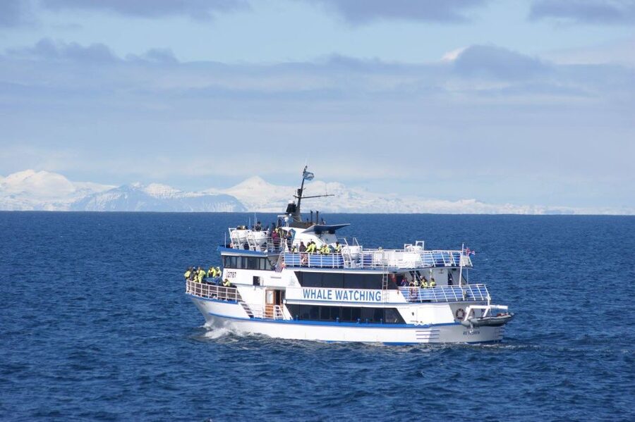 Reykjavik: Whale Watching Tour, Whales of Iceland Exhibition - My verdict: book it if you want context with your whale watch