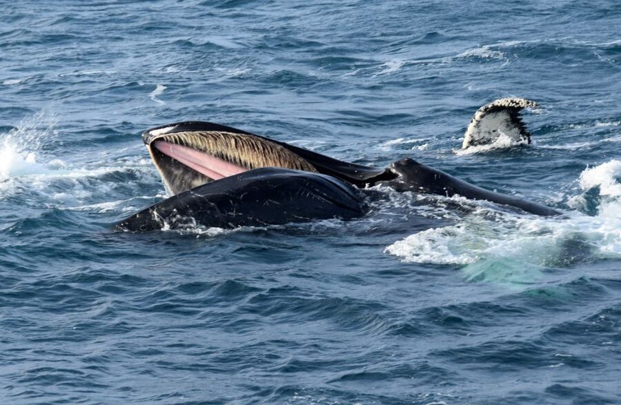 Reykjavik: Whale Watching Tour, Whales of Iceland Exhibition - FAQ