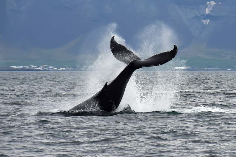 Reykjavik: Whale Watching Tour with Expert Guide - Key points to know before sailing