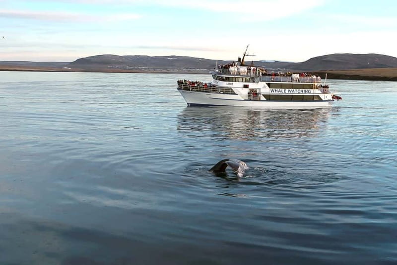Reykjavik: Whale Watching Tour with Expert Guide - Leaving Reykjavík’s Old Harbour on Andrea