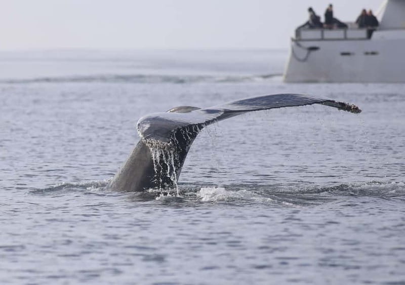 Reykjavik: Whale Watching Tour with Expert Guide - Choosing Classic or Express