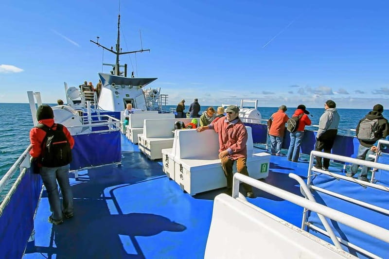 Reykjavik: Whale Watching Tour with Expert Guide - Why the guide matters more than the boat