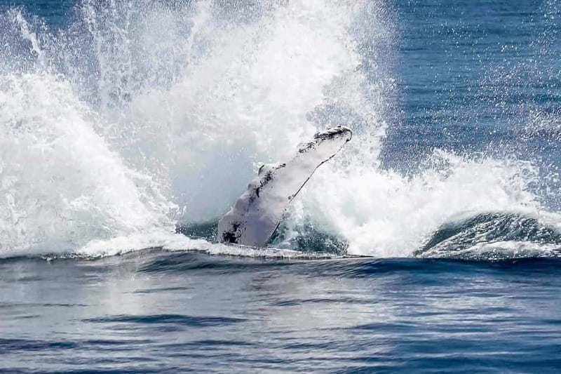 Reykjavik: Whale Watching Tour with Expert Guide - Staying warm, dry, and steady at sea