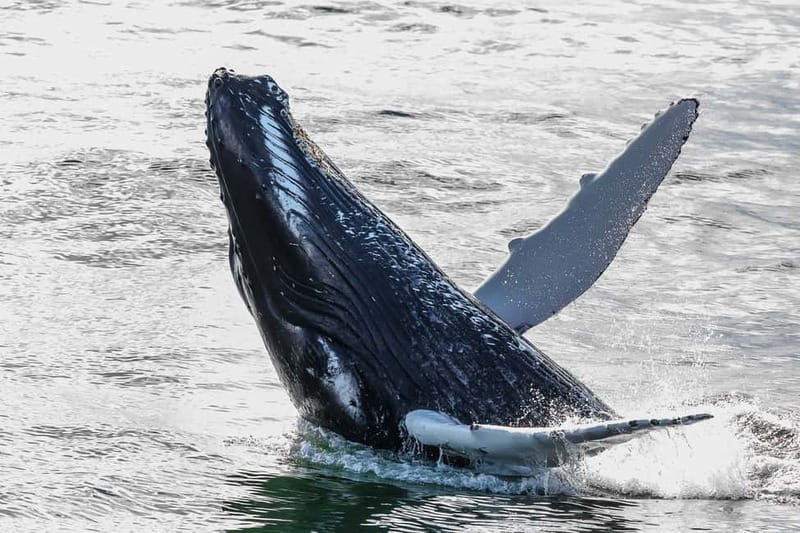Reykjavik: Whale Watching Tour with Expert Guide - Who will enjoy this trip most