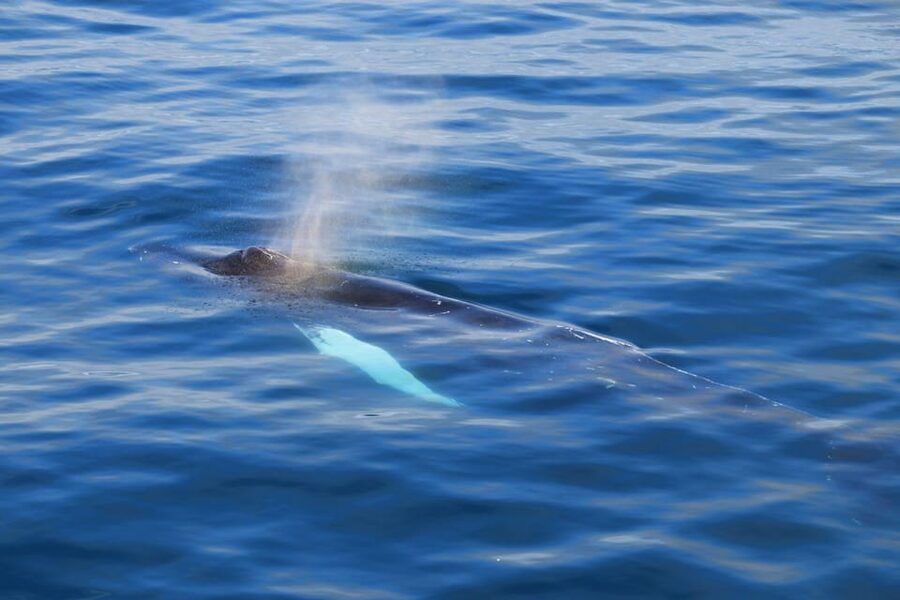Reykjavik: Whale Watching Tour with Express Option - Quick points to know
