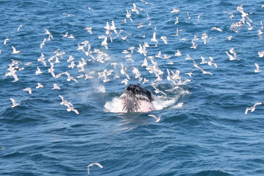 Reykjavik: Whale Watching Tour with Express Option - Leaving Reykjavik’s Old Harbour