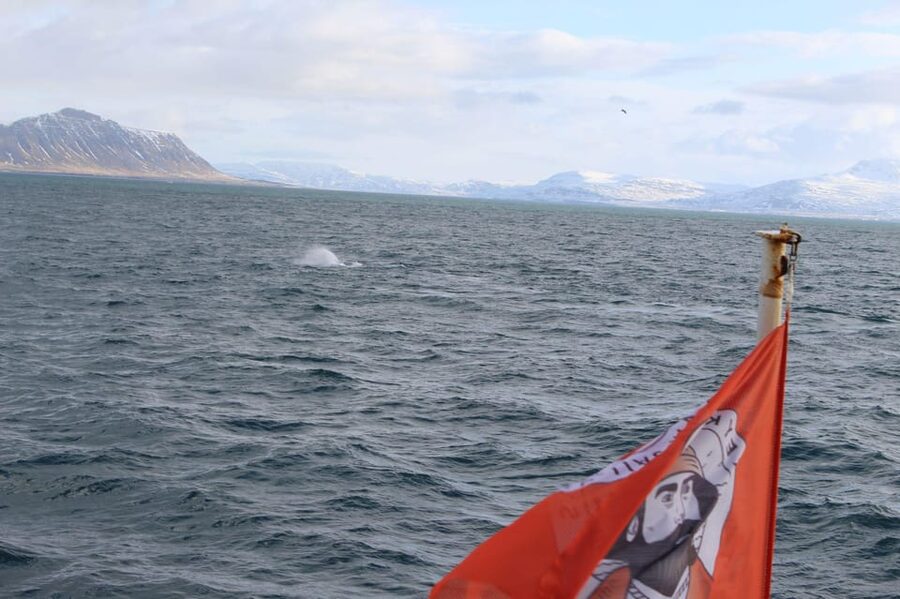 Reykjavik: Whale Watching Tour with Express Option - Comfort on a cold North Atlantic boat