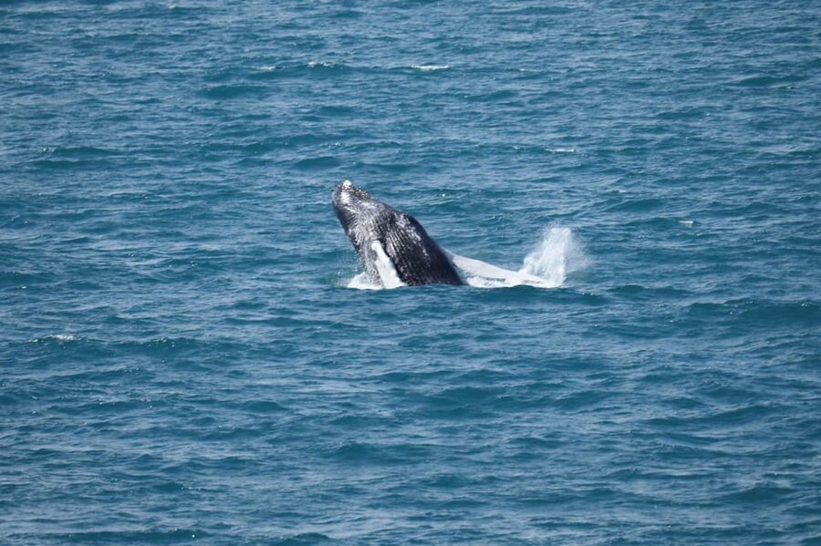 Reykjavik: Whale Watching Tour with Express Option - What happens in the whale-watching area