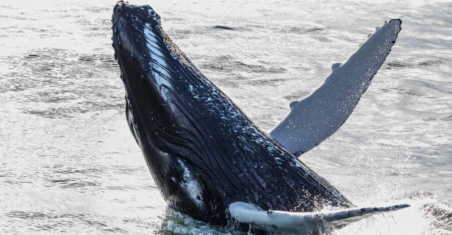 Reykjavik: Whales and Northern Lights Boat Tour - Key points to know before booking