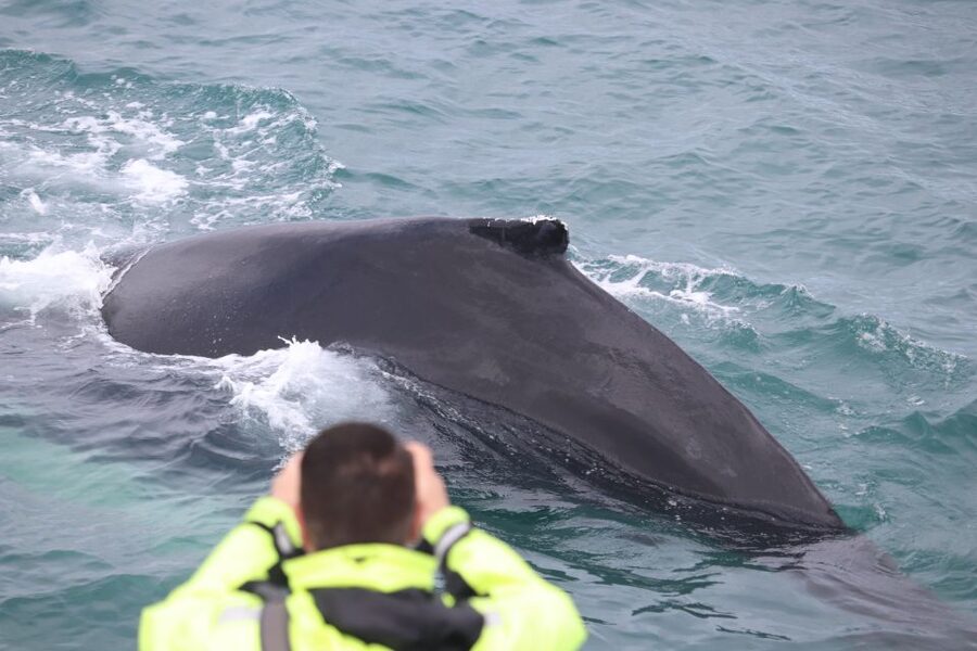 Reykjavik: Whales and Northern Lights Boat Tour - The pace of a seven-hour outing