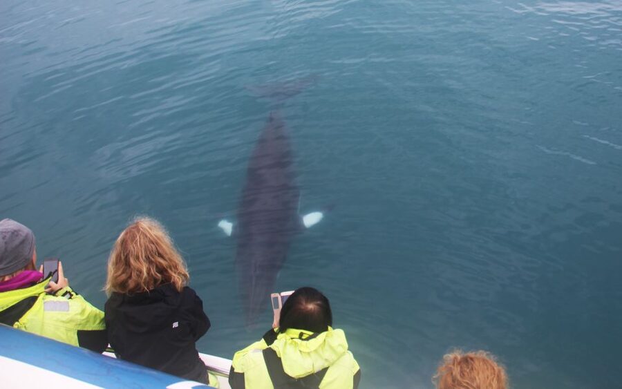 Reykjavik: Whales and Northern Lights Boat Tour - Meeting the boat at Reykjavik’s Old Harbour